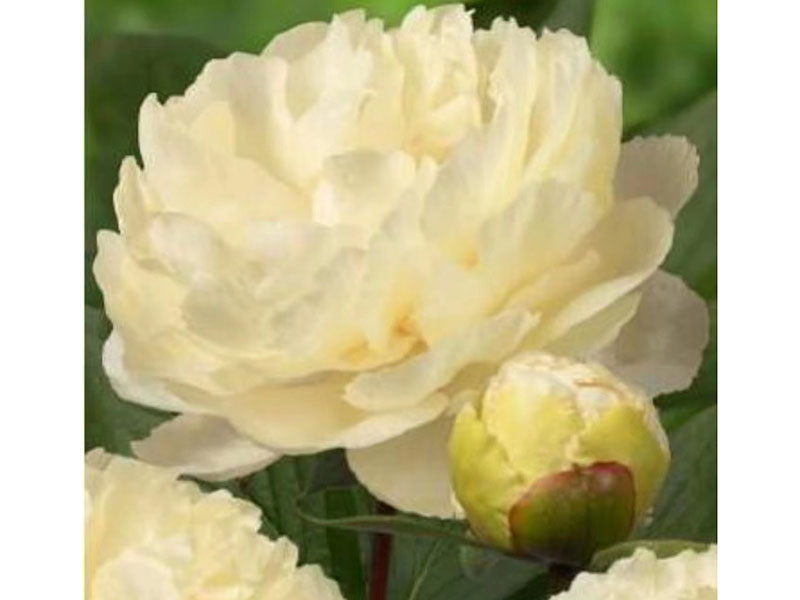 陽光女孩 非常早 花徑極大 重瓣型